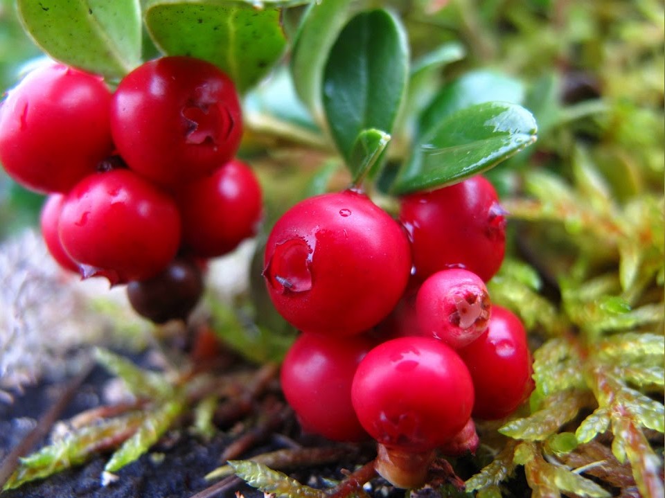 Брусника ред. Толокнянка и брусника. Брусника обыкновенная (Vaccinium Vitis-idaea). Брусника обыкновенная Koralle. Vaccinium Vitis-idaea Koralle брусника коралл.