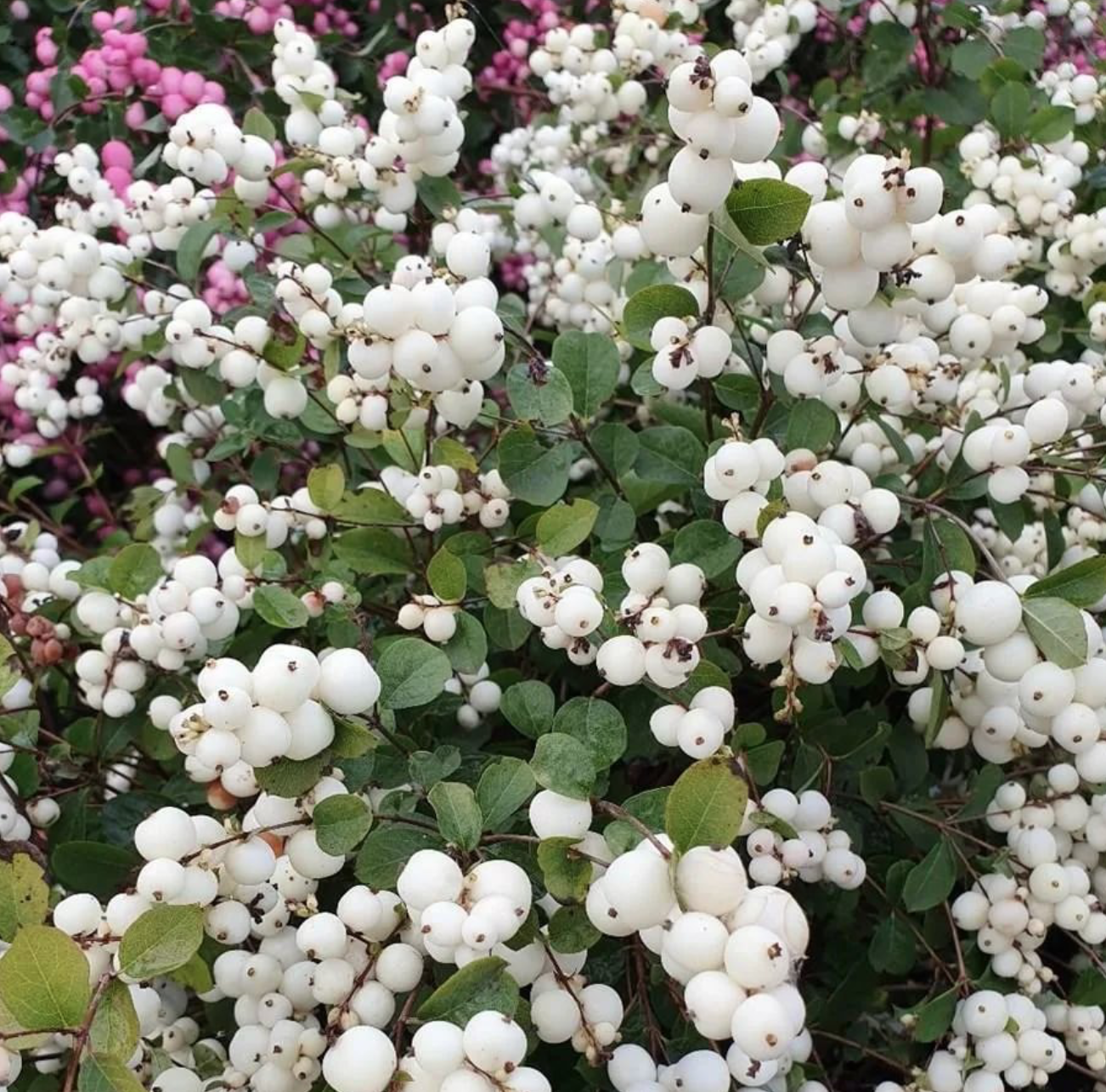 Снежноягодник жемчужный. Снежноягодник белый Symphoricarpos Albus. Снежноягодник (Symphoricarpos). Снежноягодник Мэджикал Кэндл.