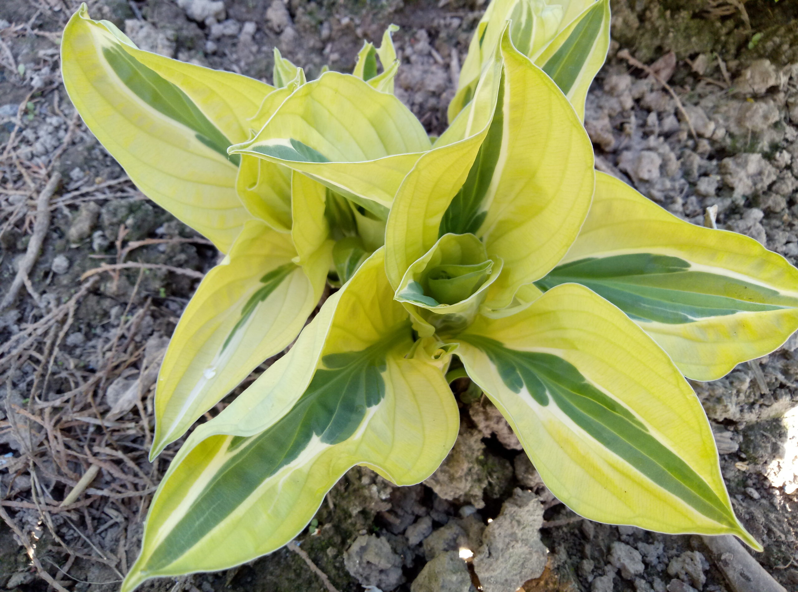 Йеллоу полька дот бикини. Yellow Polka Dot Bikini Хоста. Хоста Hosta Yellow Polka Dot Bikini. Хоста Йеллоу полка. Хоста Йеллоу Ривер.