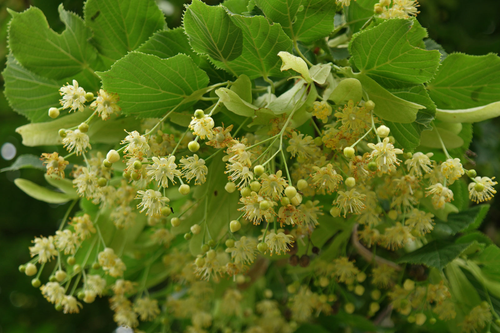 Липа сердцевидная (Tília cordáta)