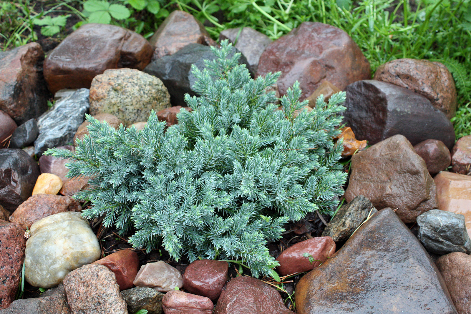 Можжевельник чешуйчатый (Juniperus squamata Blue Star