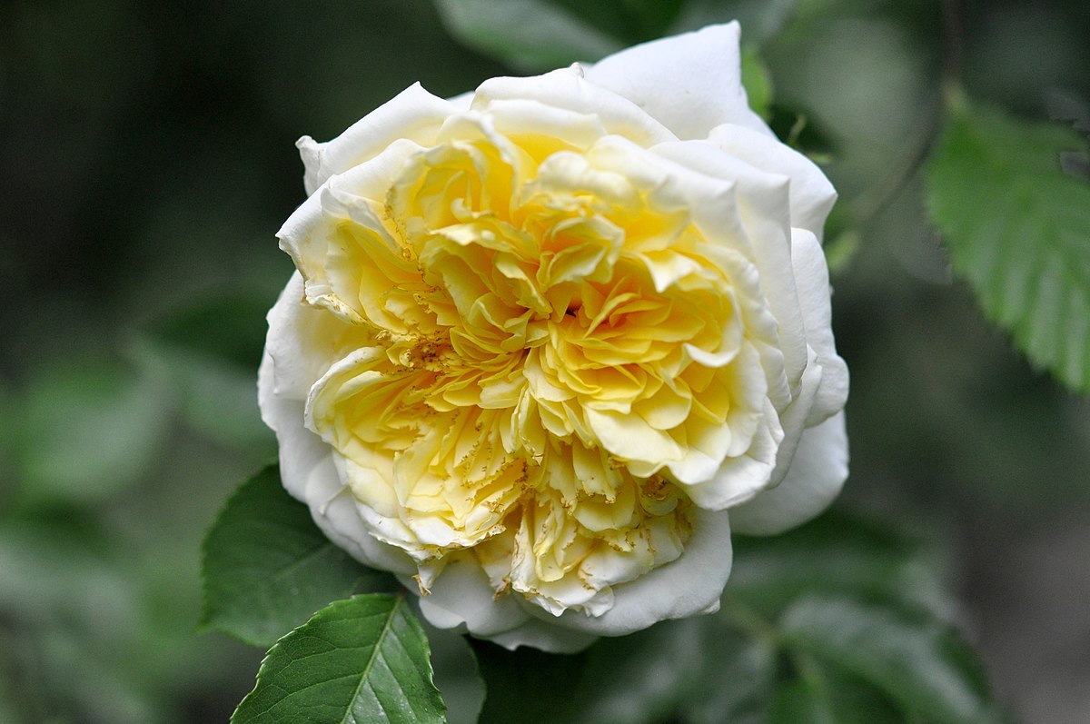 Сорт розы пилигрим фото и описание