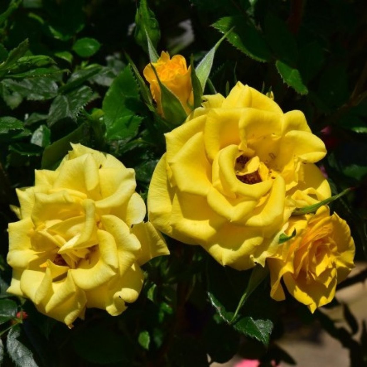 Роза Патио Желтая