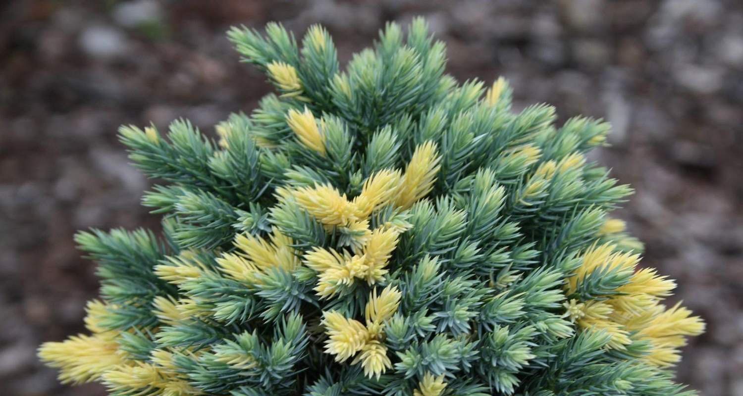 Juniperus squamata Floreant