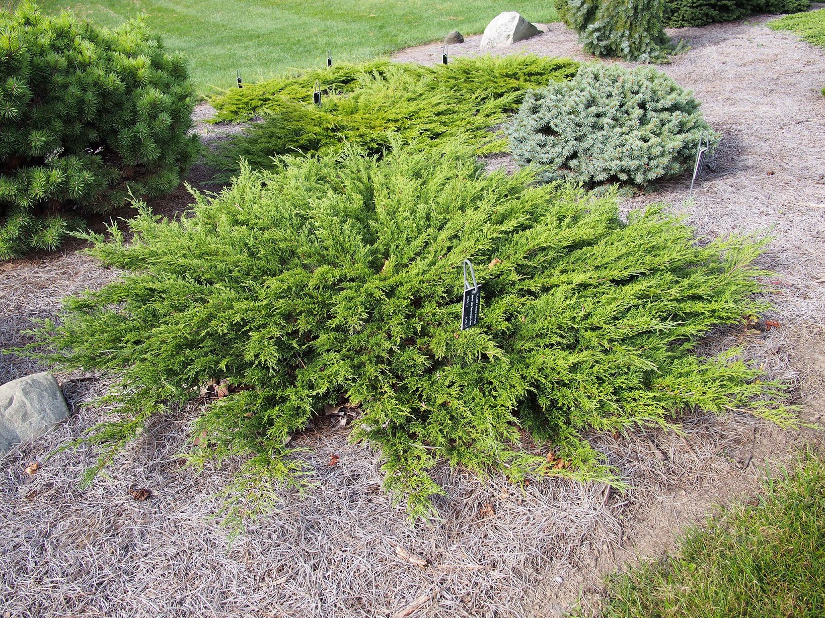 Можжевельник казацкий Juniperus Sabina l.