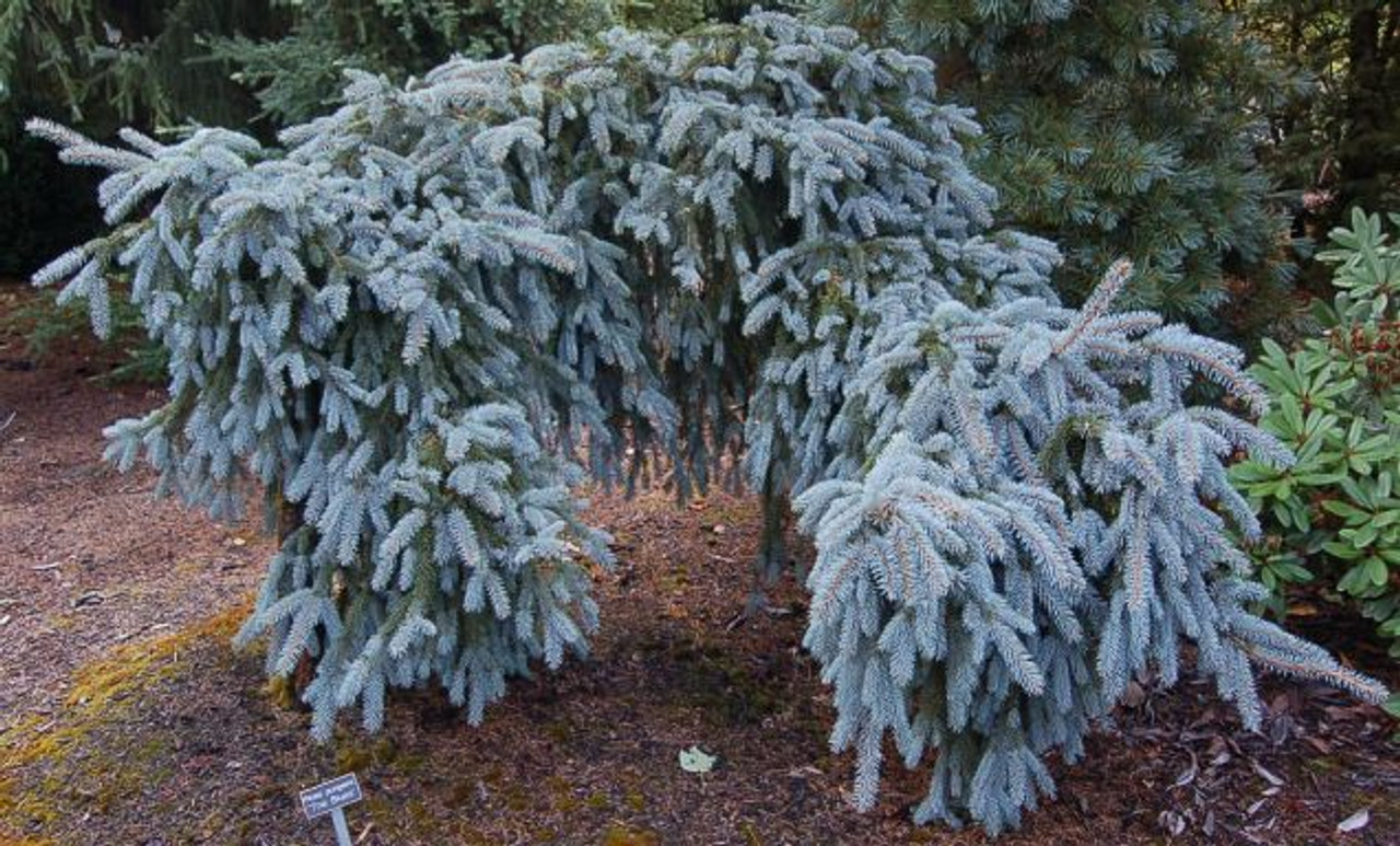 Ель колючая blues. Ель колючая Picea pungens. Ель голубая Picea pungens. Ель колючая Глаука Пендула. Ель пунгенс Глаука Пендула.