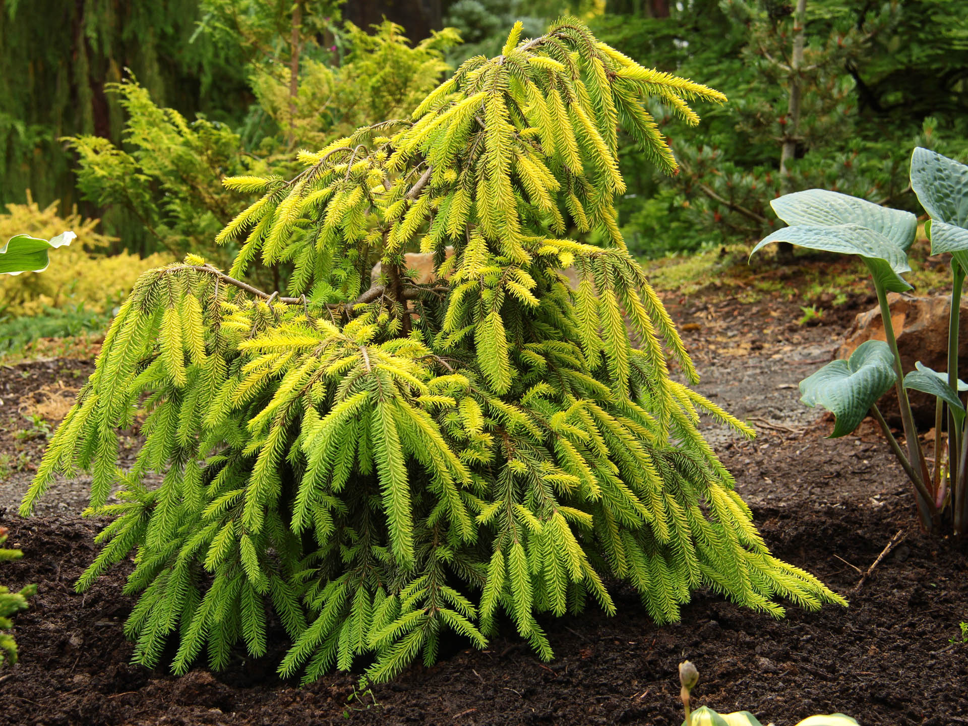 Picea abies acrocona