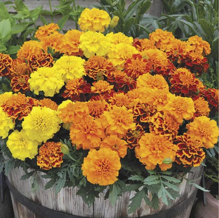 Бархатцы Tagetes patula Safari Bolero