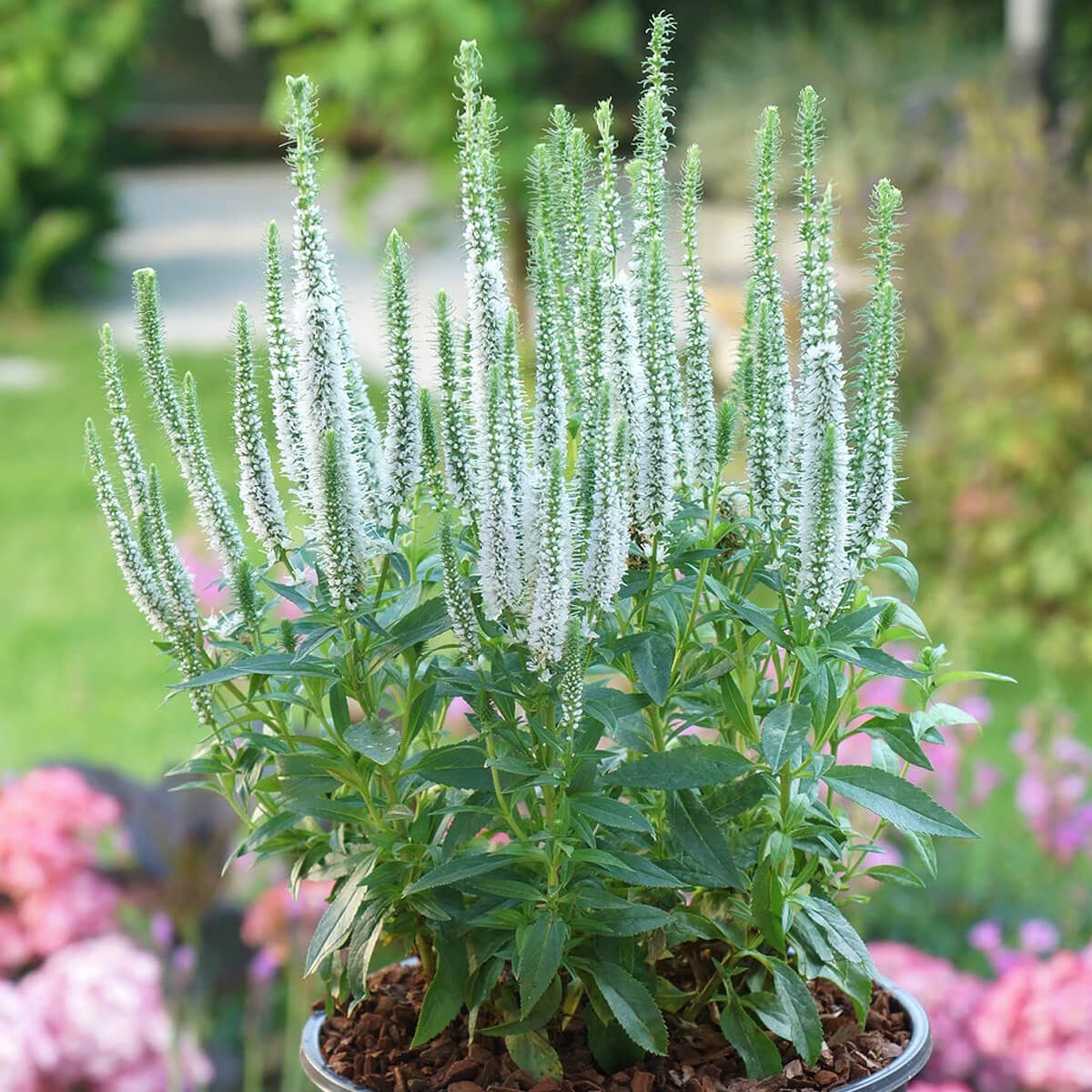 Veronica longifolia Speedwell растение